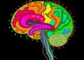 New spatial transcriptomics method maps RNA isoforms across primate brain cells