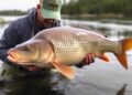 New study brings hope against deadly virus threatening carp populations