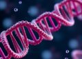 New study explains how RNA droplets may have helped start life