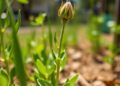 New study overturns earlier findings on how plants recover from drought