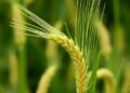 New wheat gene Sdd1 offers resource for improving plant architecture