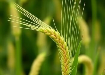 New wheat gene Sdd1 offers resource for improving plant architecture