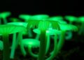 Night Shift: Scientists Decode Clubroot Gene Activity After Dark