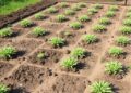 No-Till Farming and Microbial Fertilizers Increase Carbon in Albic Soils