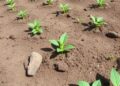 No-till and microbial fertilizers jointly boost carbon storage in nutrient-poor albic soils