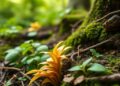 Non-native plants’ mycorrhizal strategies shift across biomes and disturbance levels