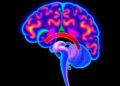 Novel imaging technique exposes hormone-driven changes in the brain
