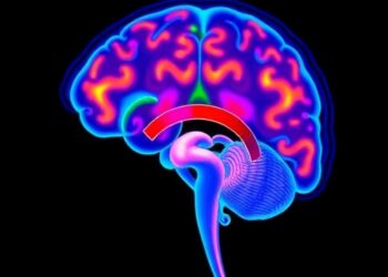 Novel imaging technique exposes hormone-driven changes in the brain