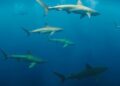 One Country, Two Oceans, Twenty Times More Sharks