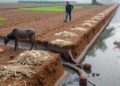 One policy lever could tackle India’s fertilizer pollution and groundwater depletion