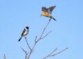 Over a decade of Seattle suburban observations reveals where sensitive birds avoid