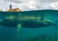 Overlooked Freshwater Giants May Become the World’s Next Climate Observatories