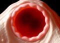 Oviduct Epithelial Folds Aid Oocyte Transport but Aren’t Essential
