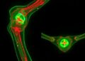 Oxypaeoniflorin Prevents Titanium Particle-Induced Bone Loss by Reprogramming Osteoclast Mitochondria via Nrf2