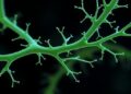 PAX-Regulated Cell Polarity Self-Organizes Procambial Strands in Developing Plants
