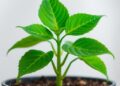 PD-CLIP Enables Zero-Shot Fine-Grained Plant Disease Diagnosis Through Contrastive AI Training