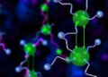 PGAM1 Links Glycolysis and Autophagy to Control Growth and Stress Resilience