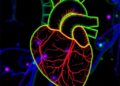 PRDM16 Guides Human Heart Cells From Growth Toward Functional Maturity
