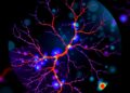 Pan-cancer pro-angiogenic atlas reveals tumor-educated pericyte-driven anti-angiogenic resistance