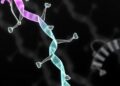 Pentachlorophenol Promotes Bladder Cancer Cell Invasion by Disrupting Protein Stability