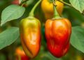 Pepper Study Links Ultra-Long Centromere Haplotypes to Evolution and Domestication Traits