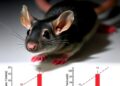 Pesticide etoxazole causes dose-dependent nerve, inflammation, and DNA damage in female rats
