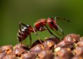 Pesticide exposure disrupts ants’ behavior and navigation