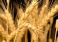 Phenolic Acids and Protein Levels in Wheat Landraces and Cultivars Without Nitrogen