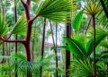 Photoprotection, carbon reallocation drive Dendropanax trifidus drought recovery in future climates