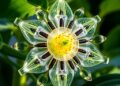 Photosystem II Reaction Centre Status Controls Non-Photochemical Quenching Rates in Plants