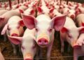 Pig farming reshapes farmers’ gut microbiome and antibiotic resistance genes, study finds