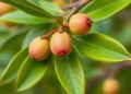 Pistacia atlantica Extract Shows Potent Activity Against Giardia lamblia Cysts