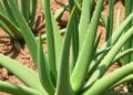 Provenance shapes Aloe vera biochemistry, quality, and productivity in North Shewa, Ethiopia