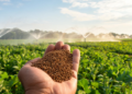 Pusa Mustard 37 Targets Bold Seeds and Timely Irrigated Sowing