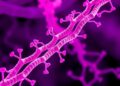 Quinone-shuttling filaments boost energy production in Gram-positive Bacillota