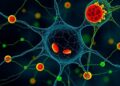 REDCAT Enables All-Optical Multimodal Mapping of Metabolism in Specific Cell Types
