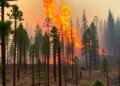 Rapid wildfires reduce forests’ ability to recover, study finds