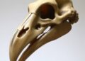 Rare complete dodo skull reveals new clues about the extinct bird