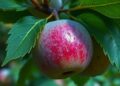 Real-time deep-learning app detects climacteric fruit spoilage via potassium-permanganate ethylene indicator