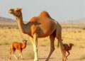 Researchers Identify Hidden Body-Size Trait in Dromedary Camels Using Statistical Analysis