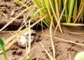 Returning straw helps paddy soils retain more carbon