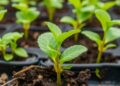 Review Examines Pharmaceutical Contamination in Edible Plants Grown on Waste-Amended Soils