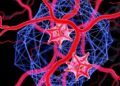 Review Examines Physics-Informed Neural Networks Simulating Blood Flow in Narrowed 2D Arteries