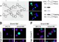 SNORD18B/SNORD18C-RPL23A Promotes Homologous Recombination Through BRCA1 Translation in Colorectal Cancer