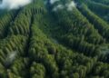 Satellite observations underestimate widespread carbon accumulation in mature forests