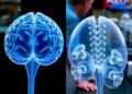 Scientists Compare Human Brains and Organoids Side by Side