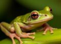 Scientists Identify Seven Previously Unknown Frog Species in Madagascar
