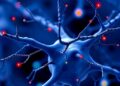 Scientists Review Mathematical Models of Ephaptic Coupling Between Neurons