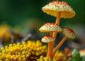 Scientists map plant-fungus symbiosis at single-cell resolution