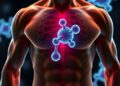 Scientists reveal how muscles preserve cells responsible for repair